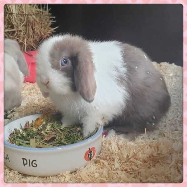 Junior Kruidenmix Konijn - Afbeelding 3