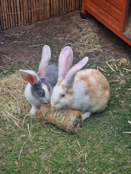 Trixie Hooibaal Wortel en Pompoen - Afbeelding 2