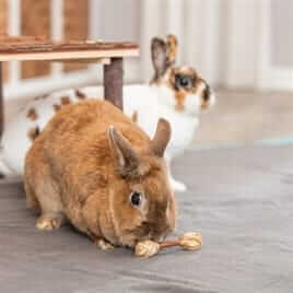 halters trixie konijn